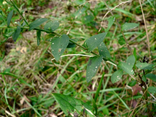 {Symphyotrichum patens}